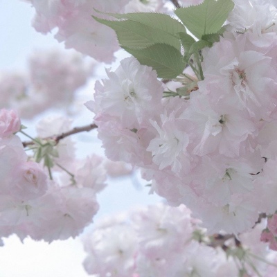 兽设治愈风格绘画福瑞交流群